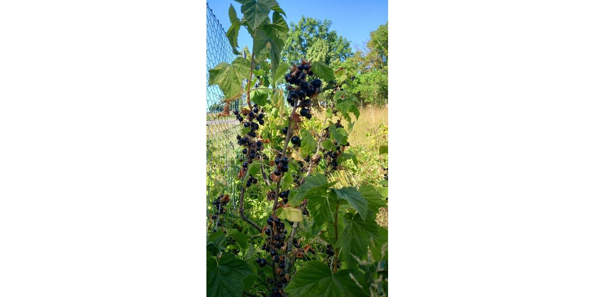 Grundstück Blankenhain - 8.000&euro; | Angebot:20269682