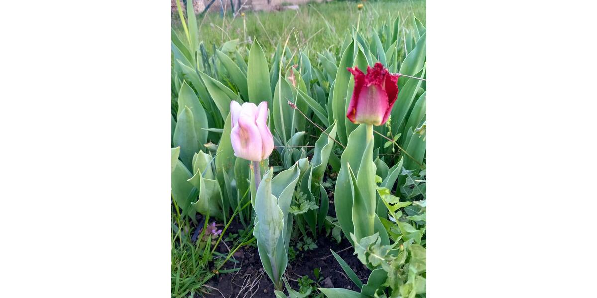 Grundstück Blankenhain - 7.950&euro; | Angebot:20269682