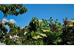 Grundstück Erfurt Hochheim - 2.450&euro; | Angebot:26534675