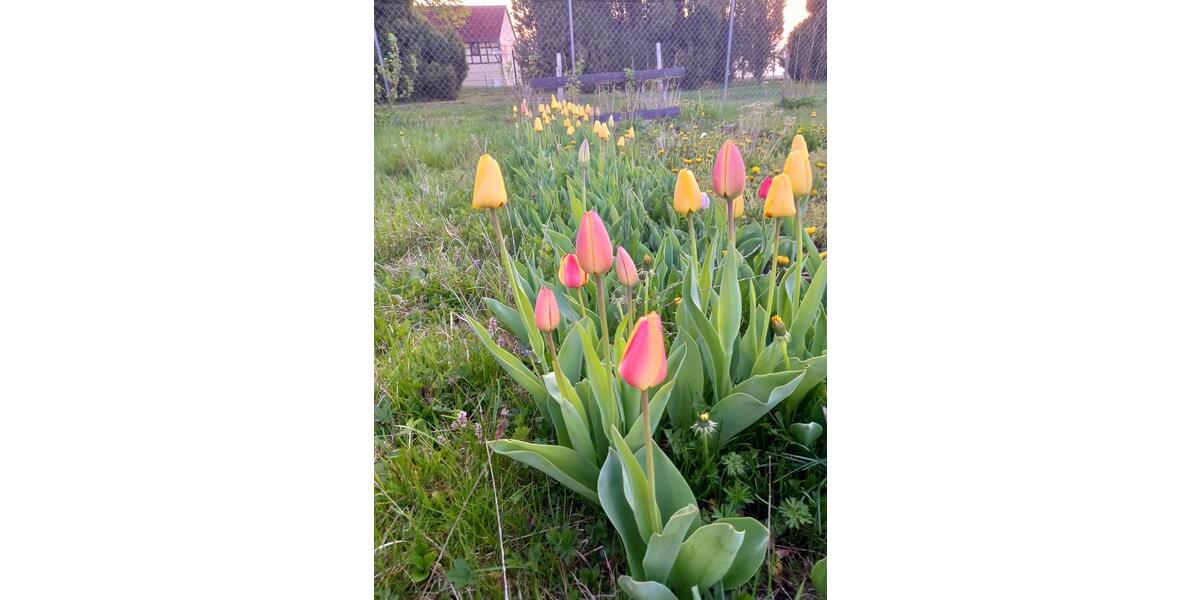 Grundstück Blankenhain - 8.000&euro; | Angebot:20269682