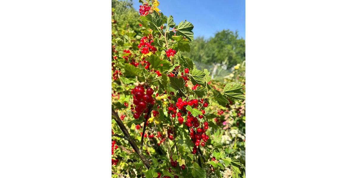 Grundstück Erfurt Andreasvorstadt - 3.000&euro; | Angebot:25423523