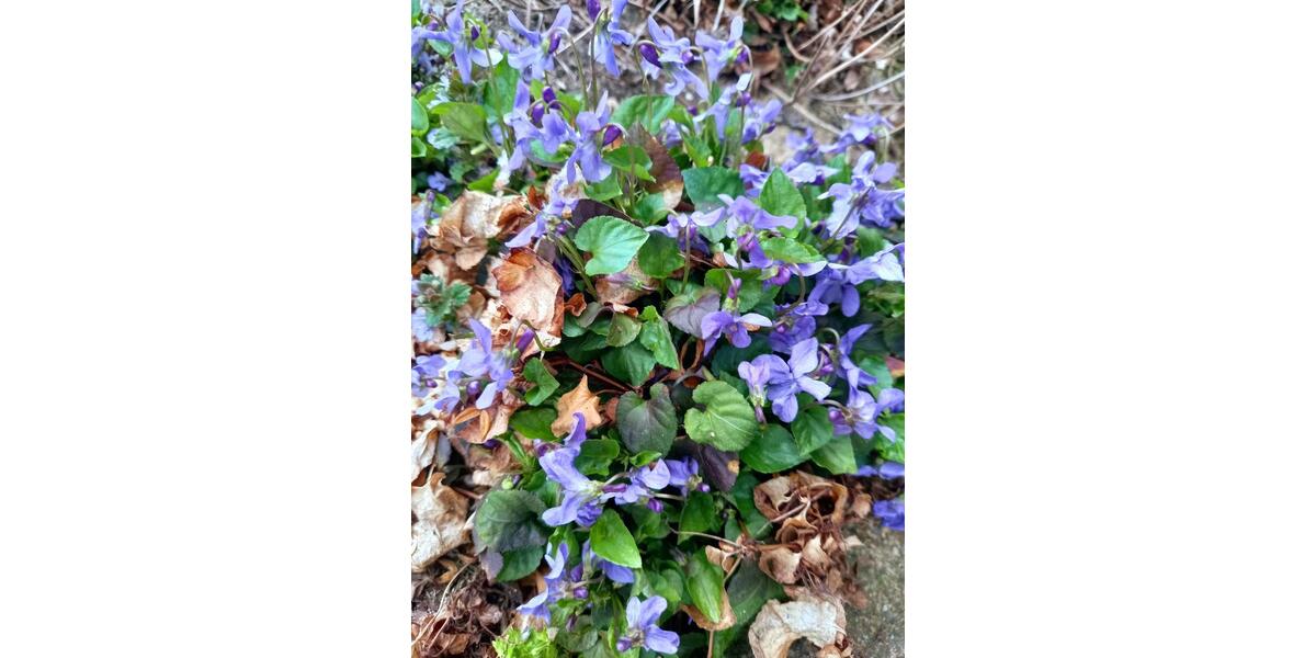 Grundstück Blankenhain - 7.950&euro; | Angebot:20269682