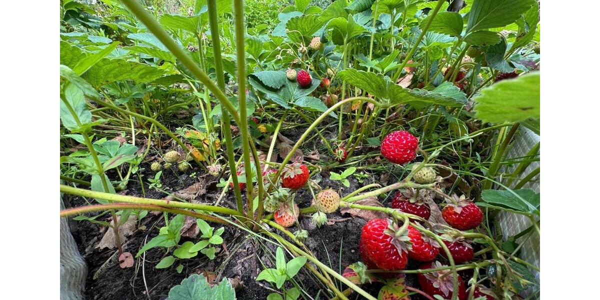 Grundstück Erfurt Andreasvorstadt - 3.000&euro; | Angebot:25423523