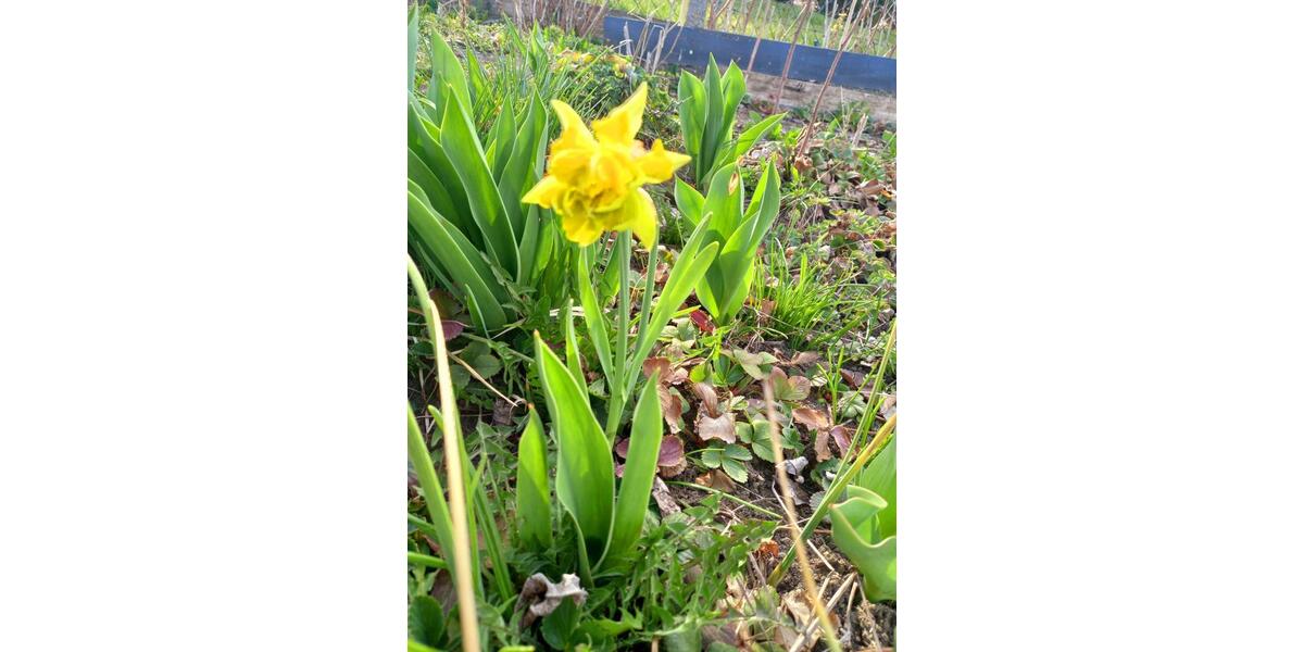 Grundstück Blankenhain - 8.000&euro; | Angebot:20269682