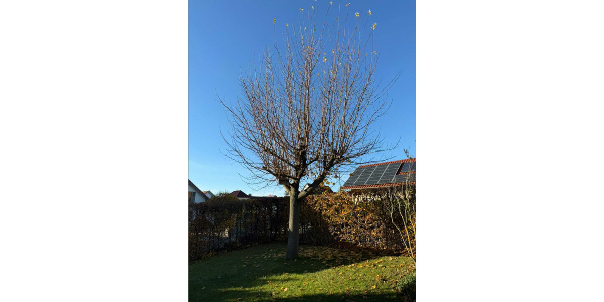 Einfamilienhaus Drei Gleichen Cobstädt - 7 Zimmer, 247 m&sup2;, 470.000&euro; | Angebot:25663620