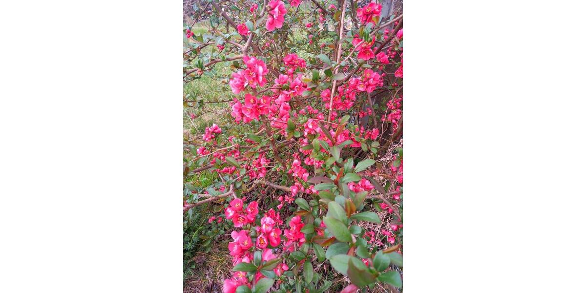 Grundstück Blankenhain - 8.000&euro; | Angebot:20269682