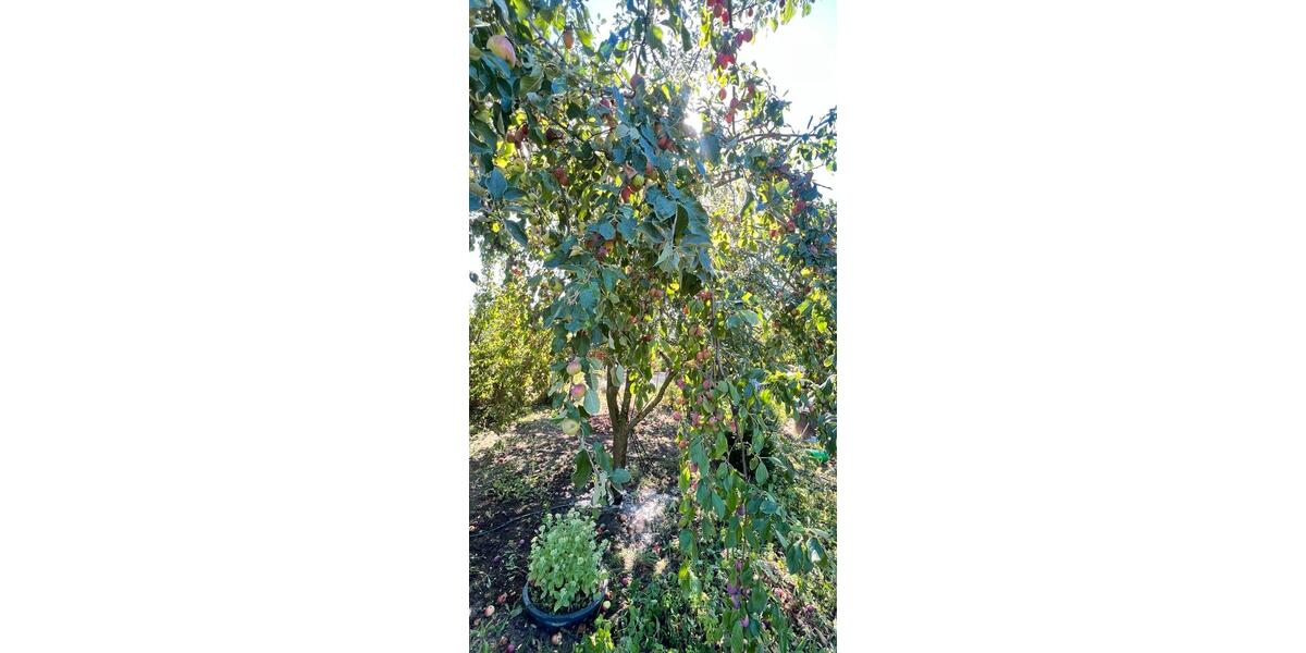 Grundstück Erfurt Gispersleben - 1.500&euro; | Angebot:26007257