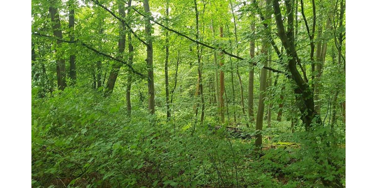 Traumhaftes und weitläufiges Wochenendgrundstück in Erfurt, Steigerwald zimmer