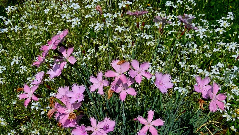 Grundstück Erfurt Hochheim - 3.450&euro; | Angebot:25908246