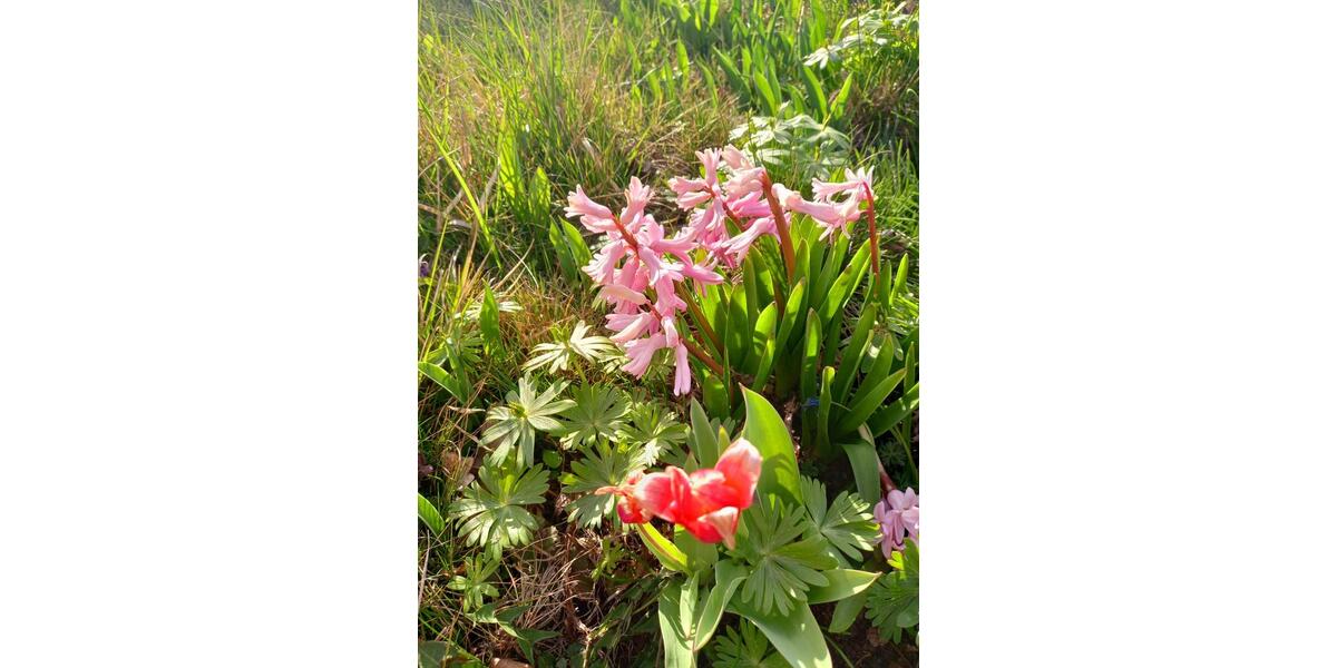 Grundstück Blankenhain - 8.000&euro; | Angebot:20269682