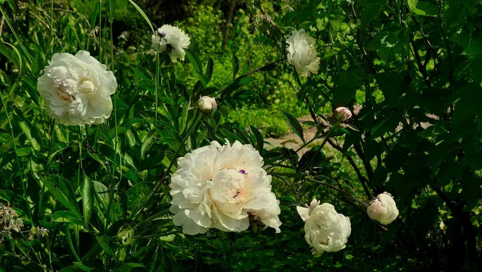 Grundstück Erfurt Hochheim - 3.450&euro; | Angebot:25908246