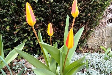 Grundstück Erfurt Daberstedt - 2.950&euro; | Angebot:26036481