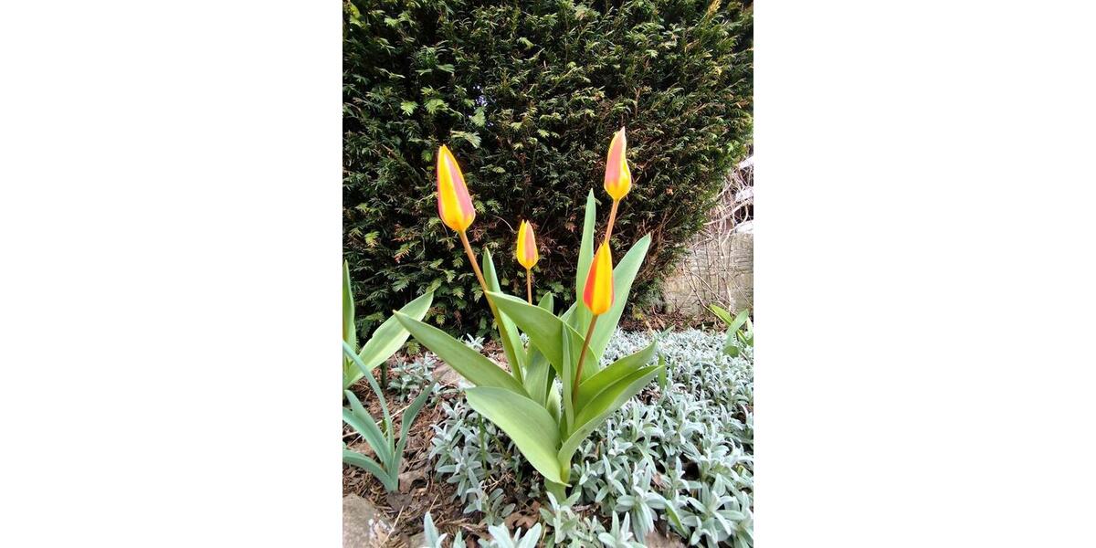 Grundstück Erfurt Daberstedt - 2.950&euro; | Angebot:26036481