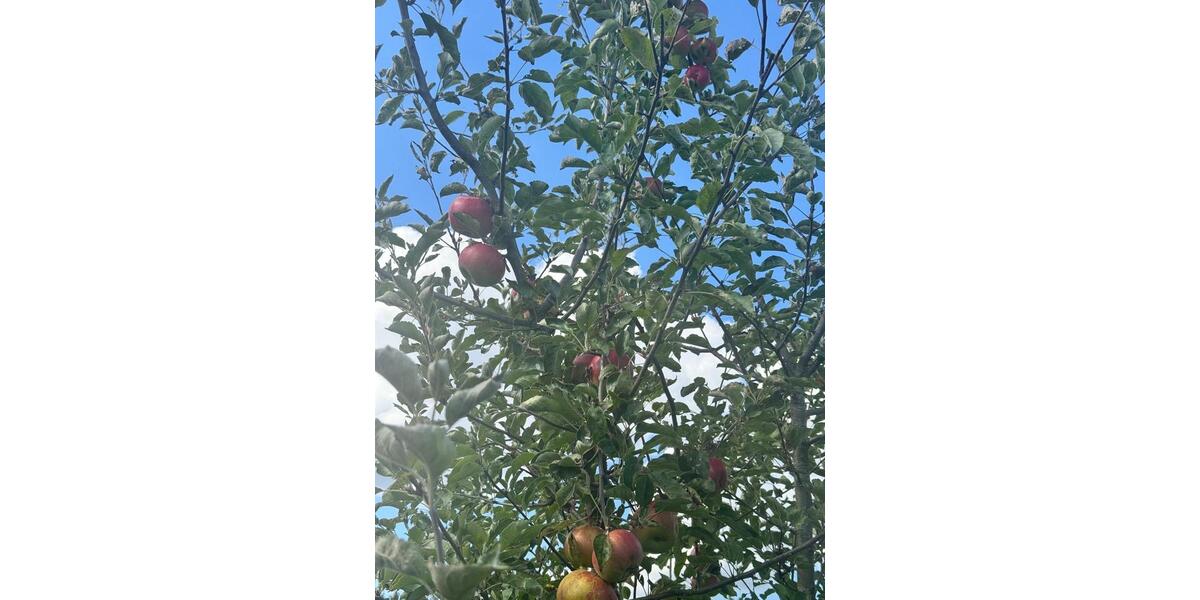 Grundstück Erfurt Andreasvorstadt - 3.000&euro; | Angebot:25423523