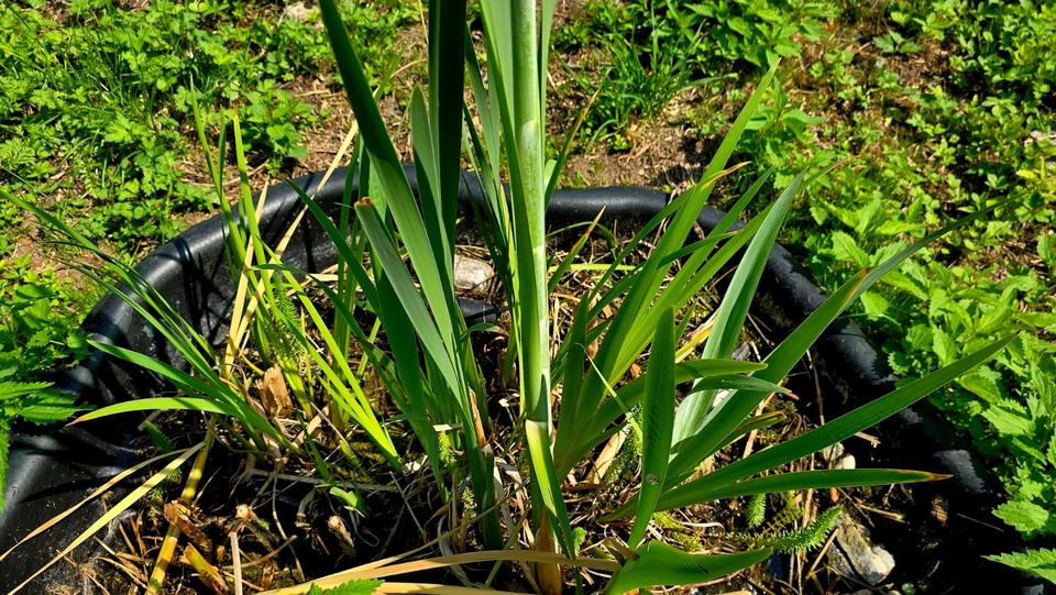 Grundstück Erfurt Hochheim - 3.450&euro; | Angebot:25908246