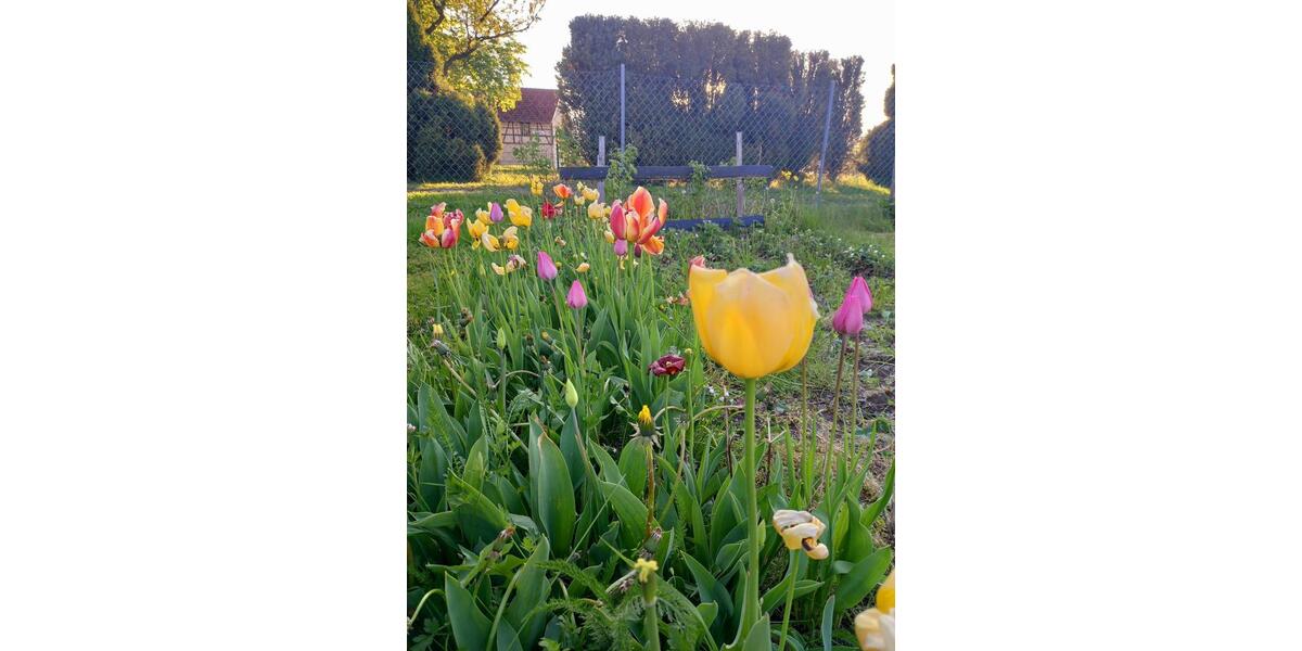 Grundstück Blankenhain - 7.950&euro; | Angebot:20269682