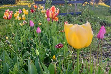 sonniger Eigentumsgarten, Privatgrundstück, Eigentumsland zimmer