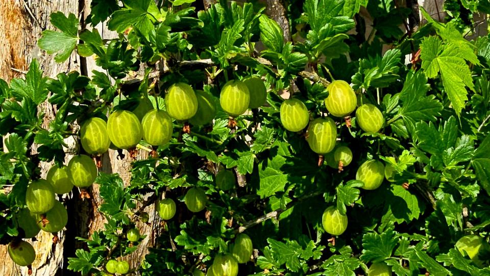 Grundstück Erfurt Hochheim - 3.450&euro; | Angebot:25908246