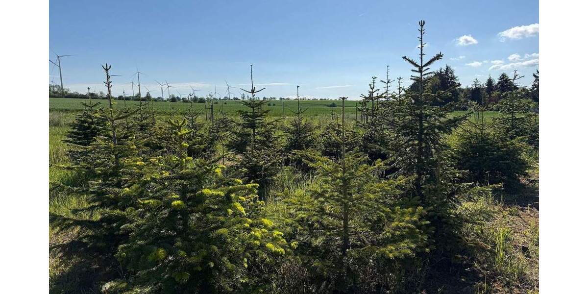 Grundstück Wangenheim Wangenheim - 25.000&euro; | Angebot:26796719