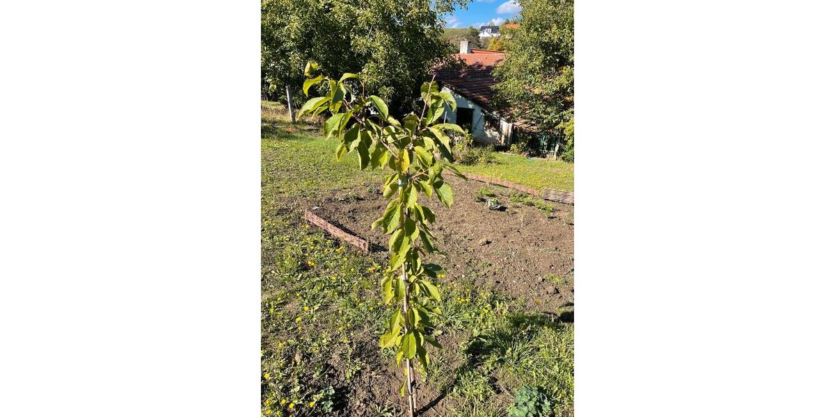 Mehrfamilienhaus, Wohnhaus Erfurt Kühnhausen - 330.000&euro; | Angebot:16740924