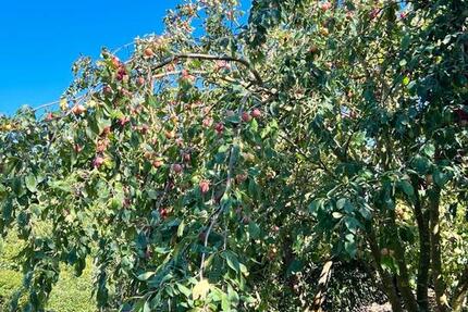 Grundstück Erfurt Gispersleben - 1.500&euro; | Angebot:26007257