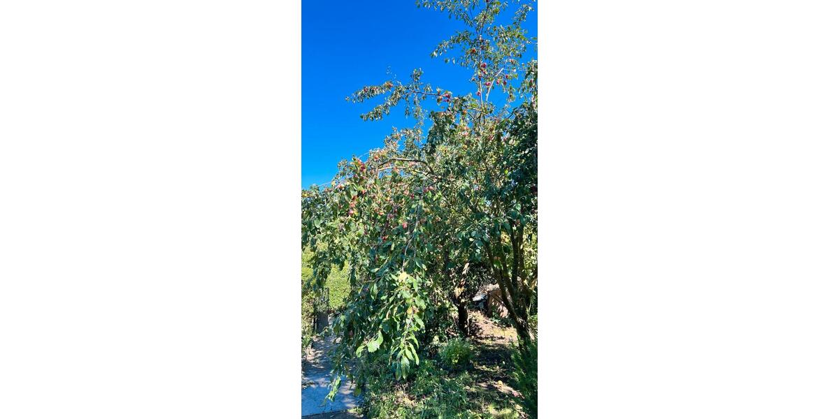 Grundstück Erfurt Gispersleben - 1.500&euro; | Angebot:26007257