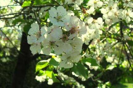 Grundstück zu verkaufen in Kölleda 55.269 € 621 m² zimmer