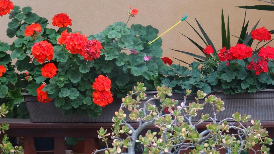 Erdgeschoßwohnung Elxleben - 1 Zimmer, 25 m&sup2;, 390&euro; | Angebot:24849054