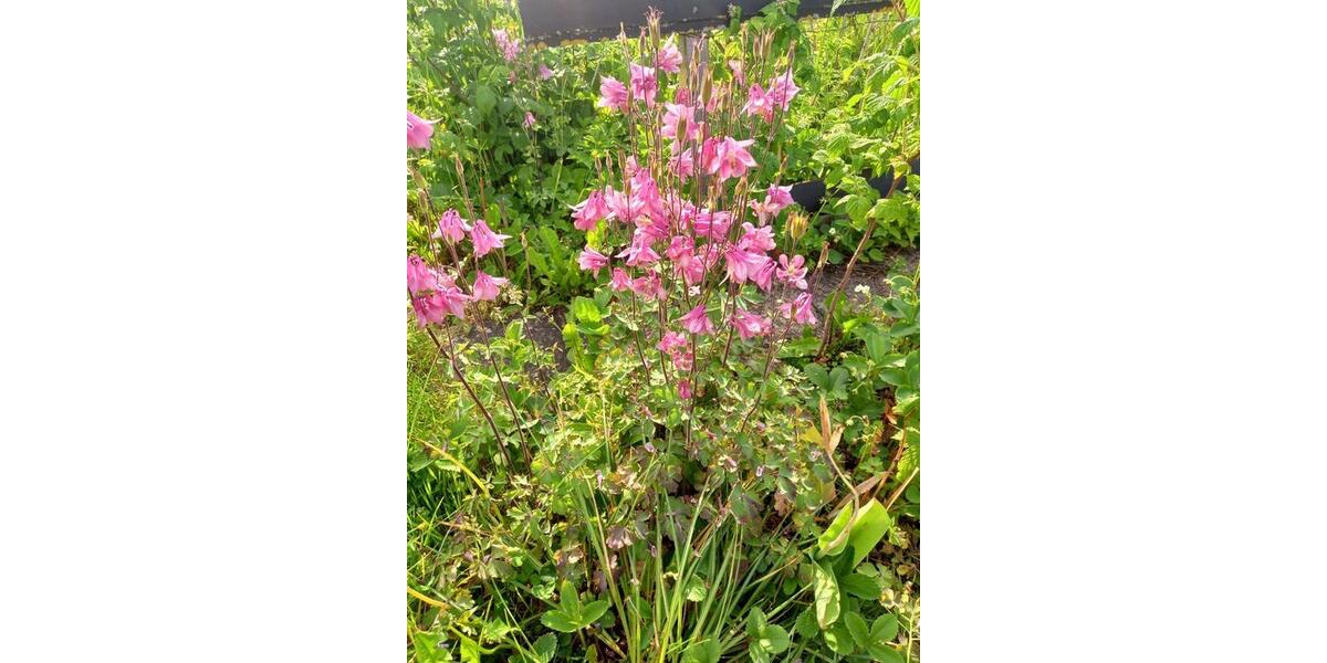 Grundstück Blankenhain - 7.950&euro; | Angebot:20269682