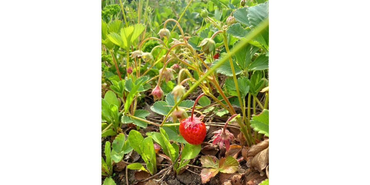 Grundstück Blankenhain - 7.950&euro; | Angebot:20269682