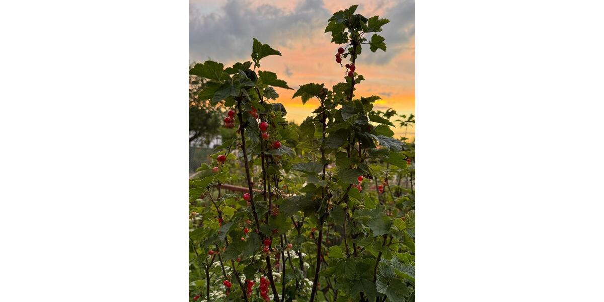 Grundstück Erfurt Andreasvorstadt - 3.000&euro; | Angebot:25423523